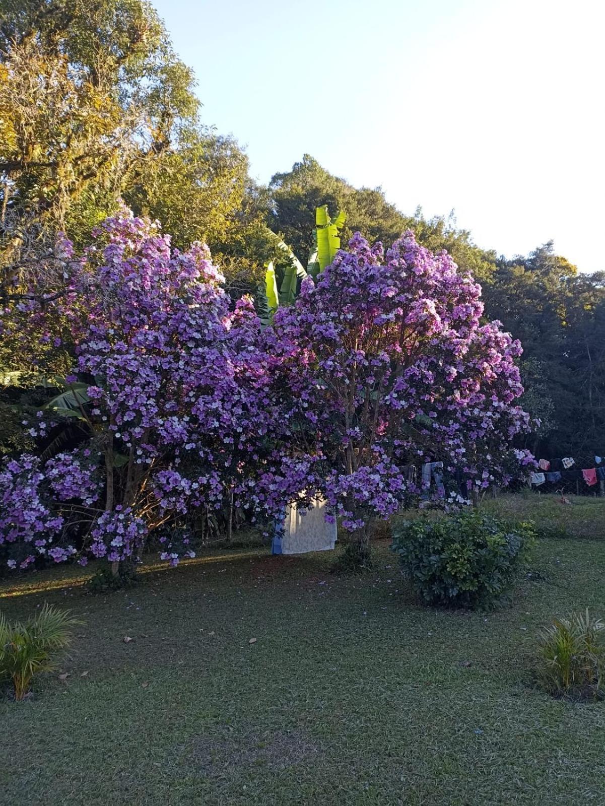 Chacara Cafe Nakombi'S Colombo Dış mekan fotoğraf